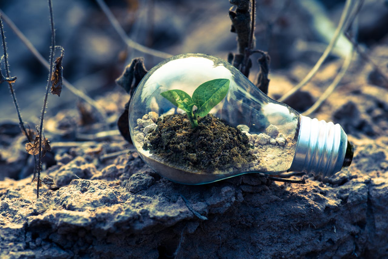 Photo d'une ampoule avec de la terre et des pousses à l'intérieur